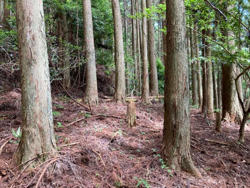 山林物件　和歌山県有田郡有田川町