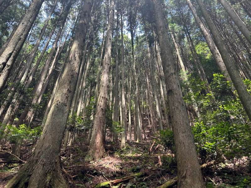 山林内の様子