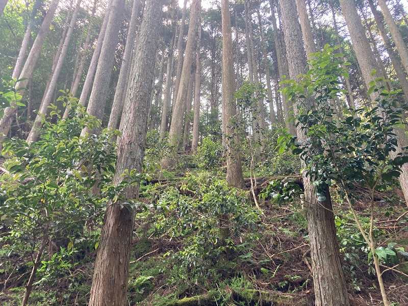 人工林・ヒノキ