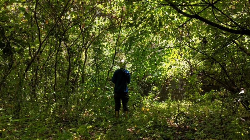 山林内造成地の様子②