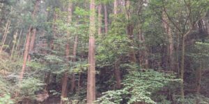 山林物件　高知県高岡郡檮原町