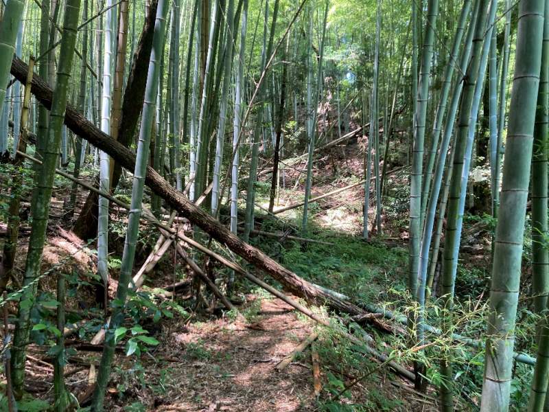 対象地へ通じる里道