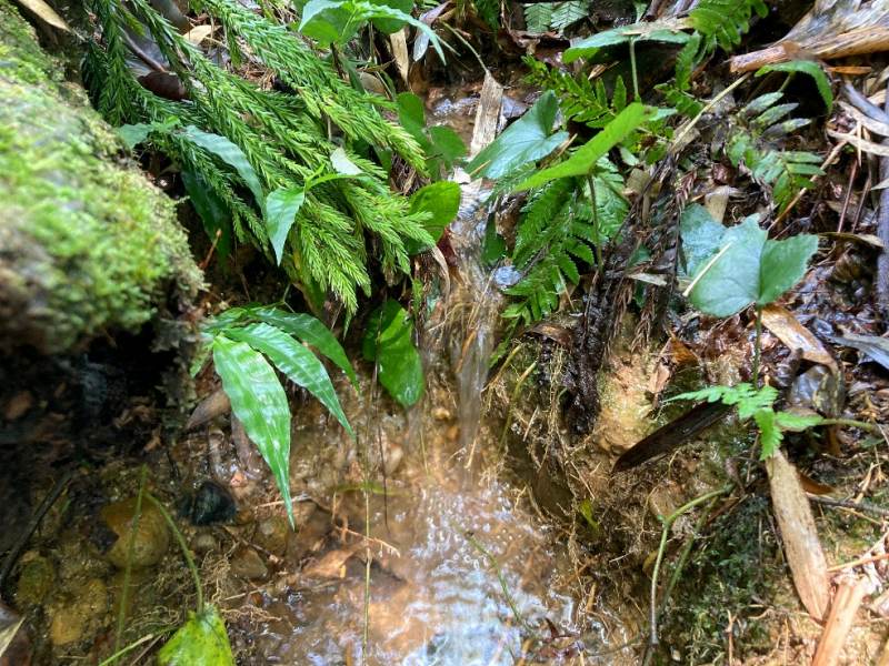 山林内から流れる沢
