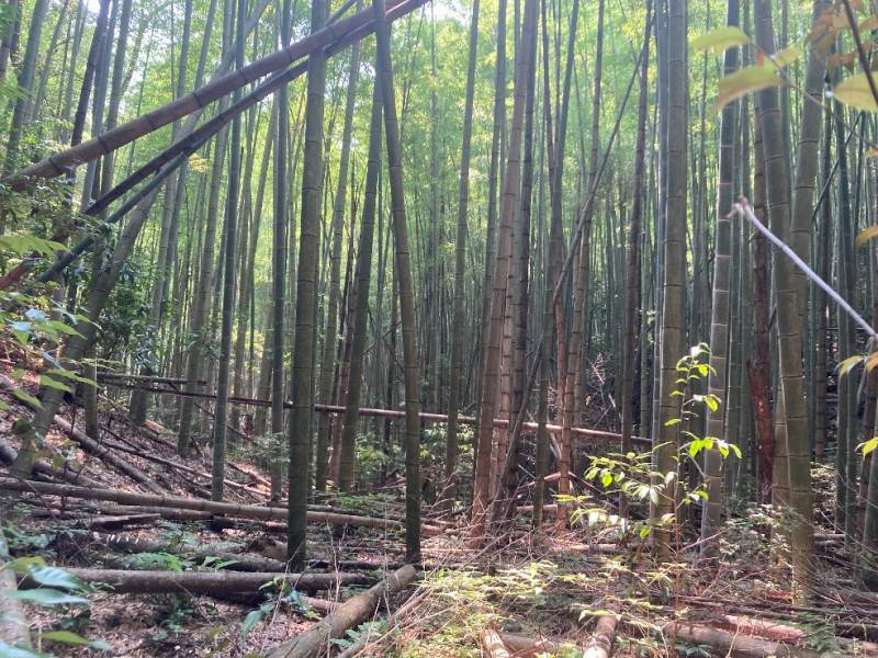 山林内の竹林
