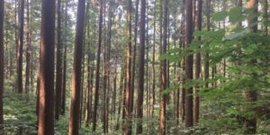 山林物件　茨城県笠間市上郷