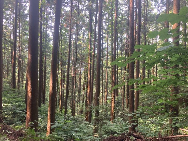 山林物件　茨城県笠間市上郷