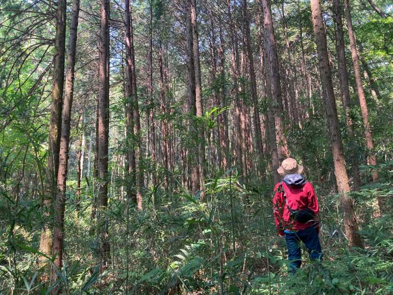 対象地西部分・林内の様子