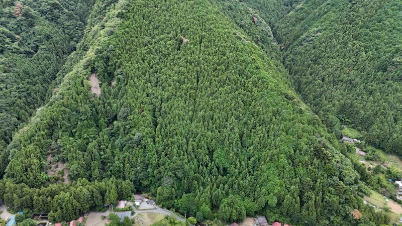 山林対象地全景