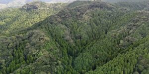 山林物件　鹿児島県日置市吹上町