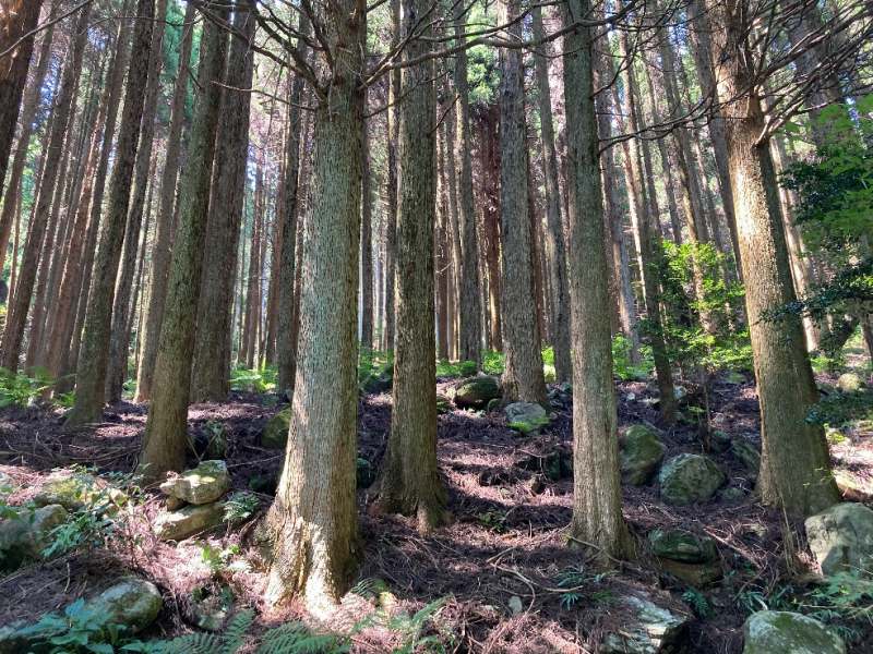 山林物件　鹿児島県伊佐市大口