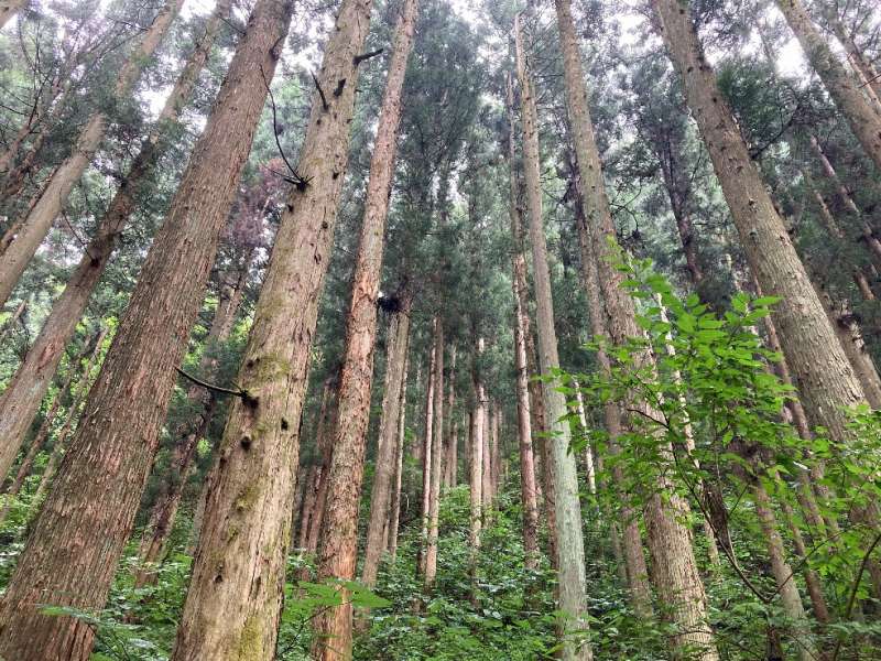 山林西側のスギ