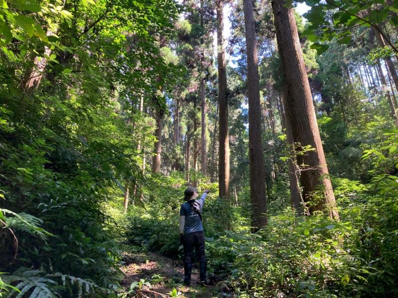 作業道沿い植林 ※対象右