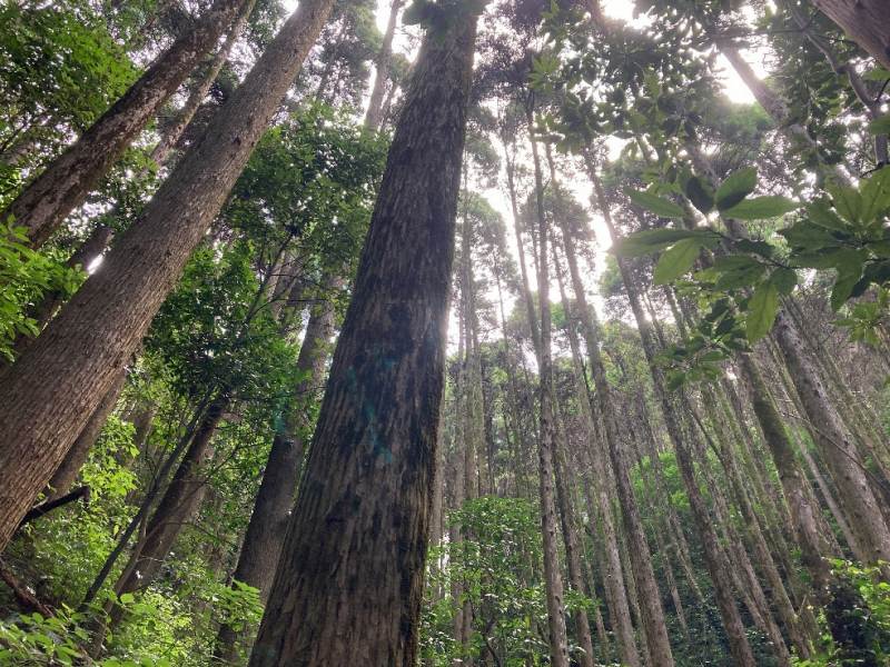 東側・植林の様子