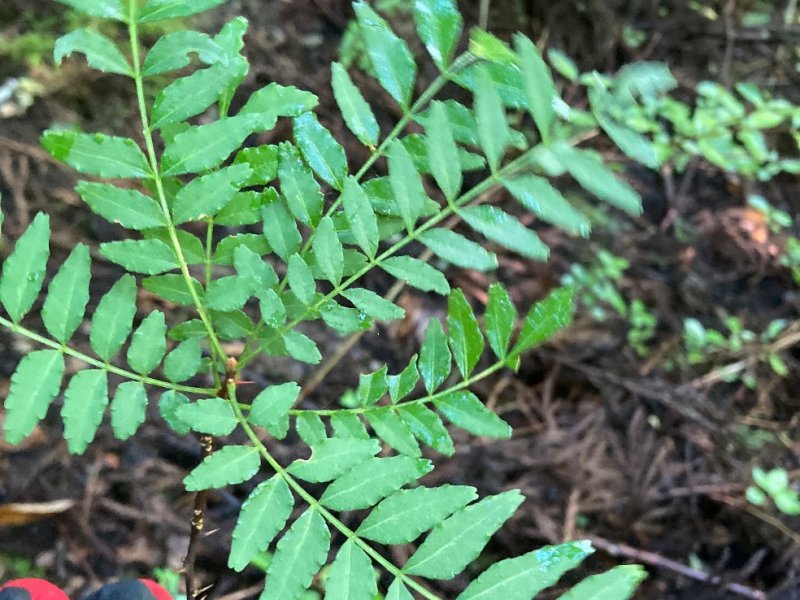 天然の山椒