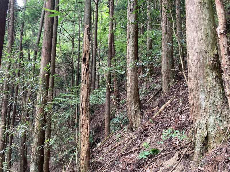 山林内南西側の様子
