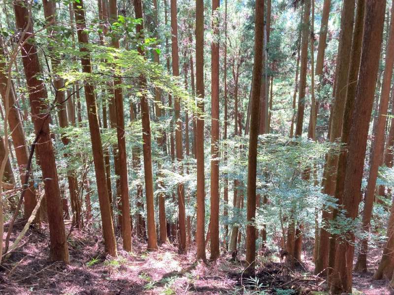 山林内中央部の様子