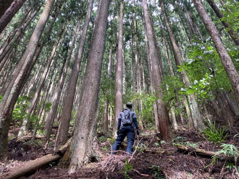 山林内北側の様子