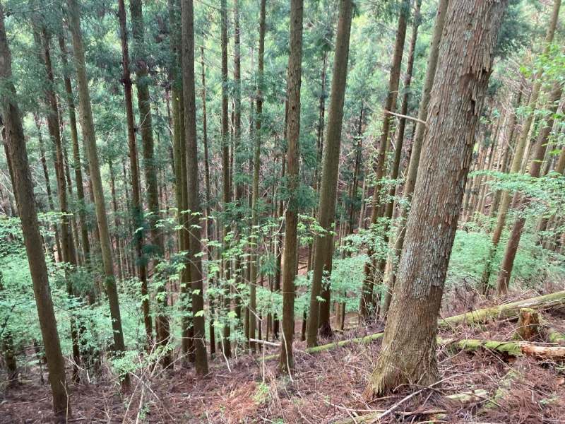 山林内の様子1