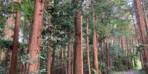 山林物件　茨城県水戸市堀町
