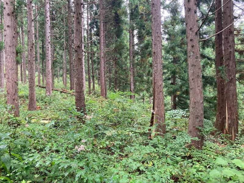 山林物件　福島県耶麻郡北塩原村