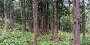 山林物件294　福島県耶麻郡北塩原村