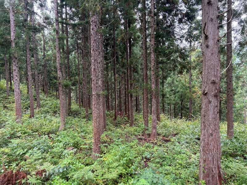 山林物件294　福島県耶麻郡北塩原村
