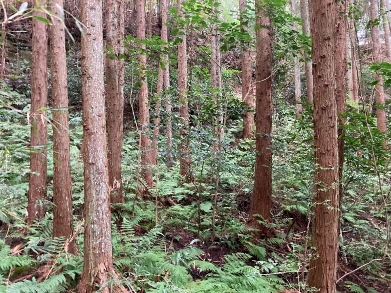 林内緩斜面地・ヒノキの植林