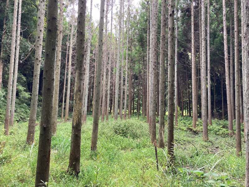 林内平坦地の様子②
