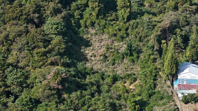 山林南西部分・伐採跡地の様子