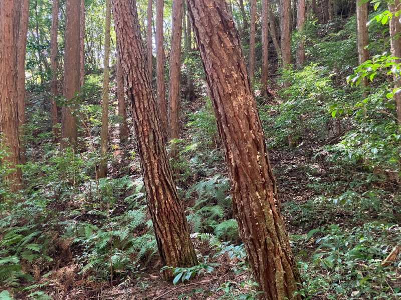 天然林・マツ