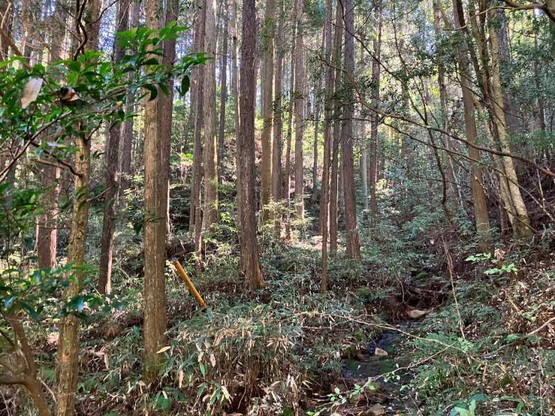 南側山林内の様子