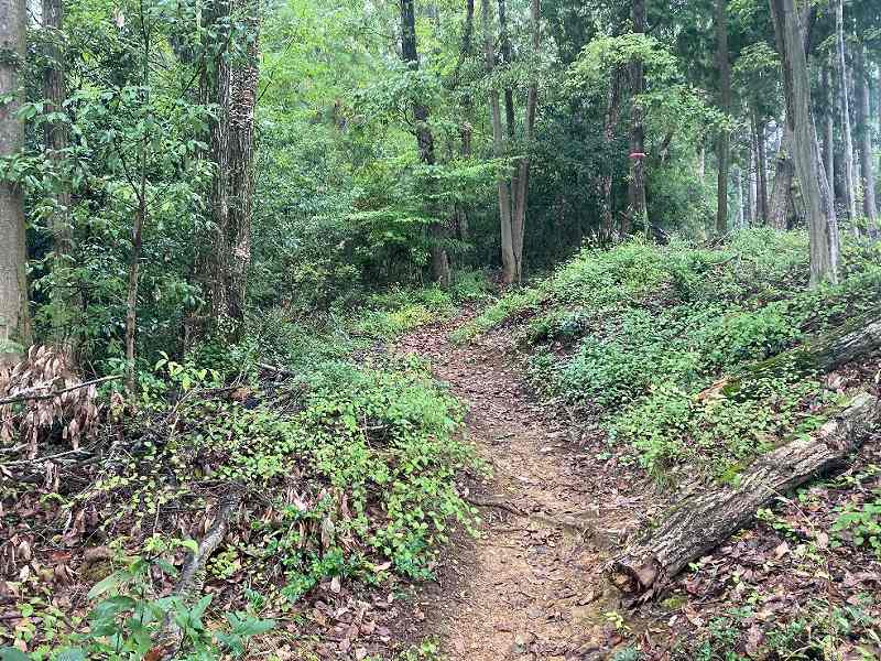 登山道沿いの様子