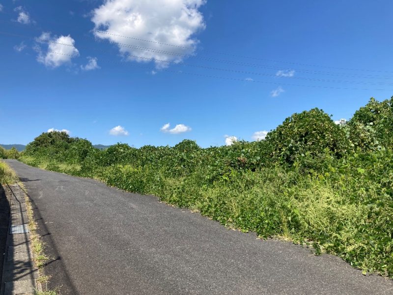山林西側・前面道路