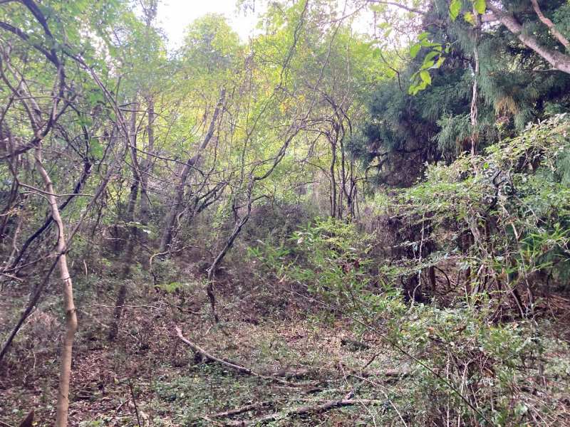 山林北東部分・広葉樹林