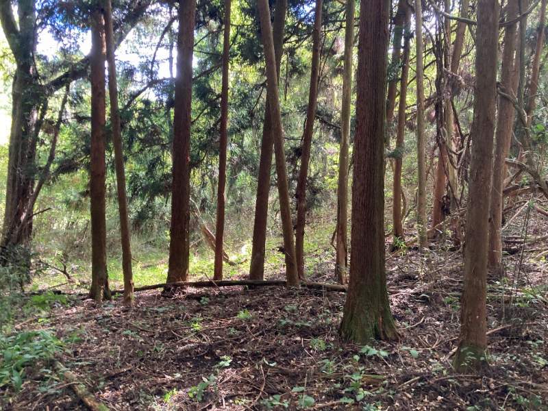 山林東部分・スギの植林