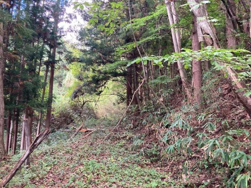 山林内へ続く作業道