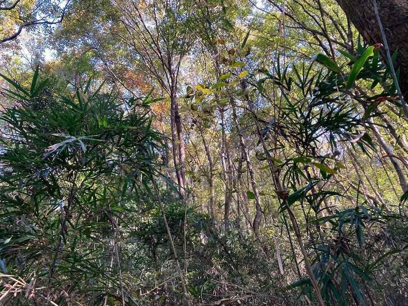 西側林内の様子