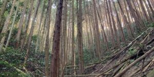 前面の川（対象右）