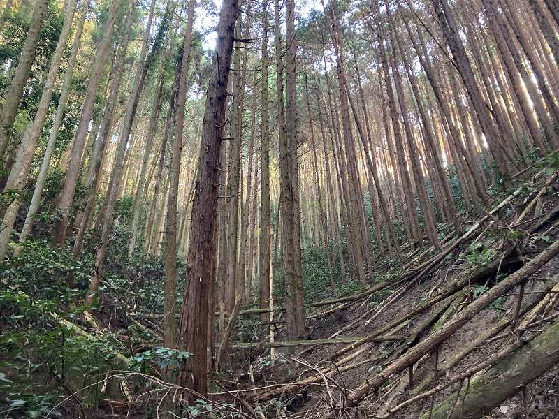 山林物件　茨城県桜川市真壁町田