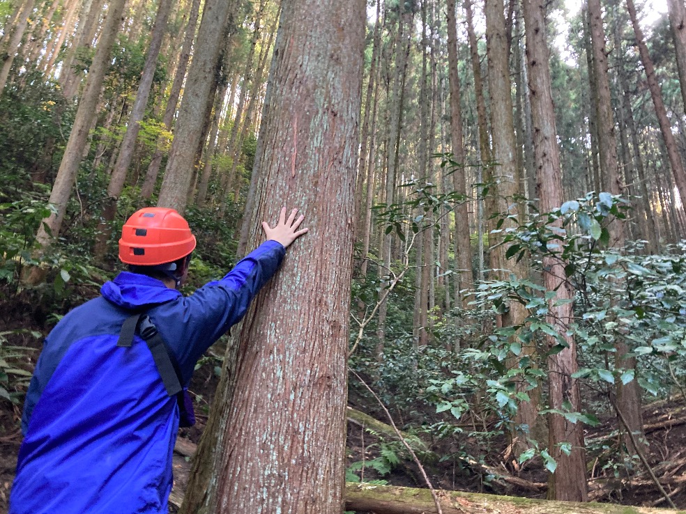 大径木のスギ