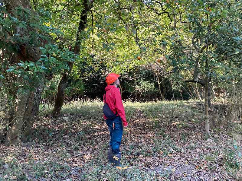 緩斜面地の様子