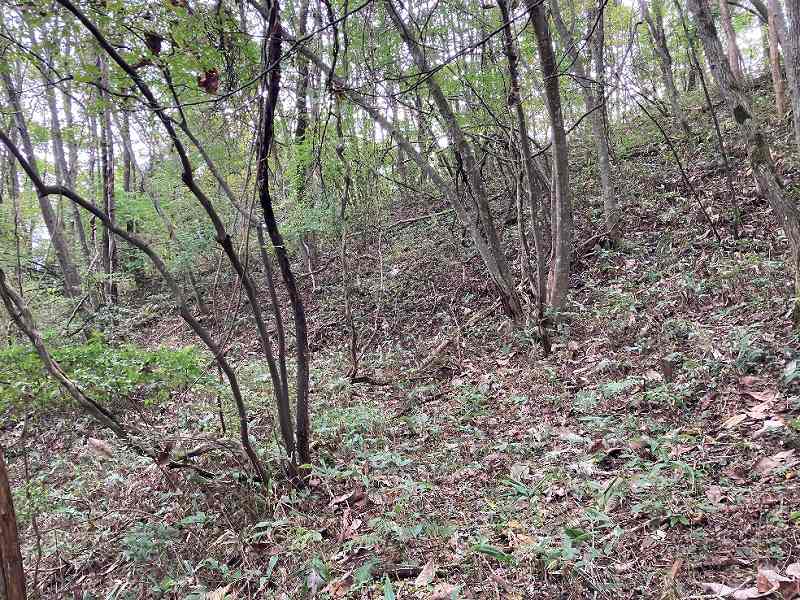 広葉樹林の様子