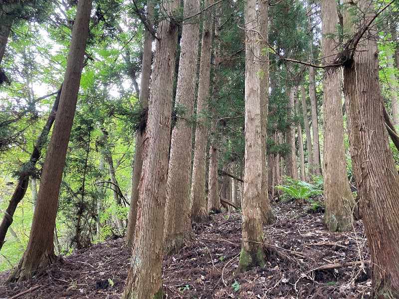 スギの植林の様子