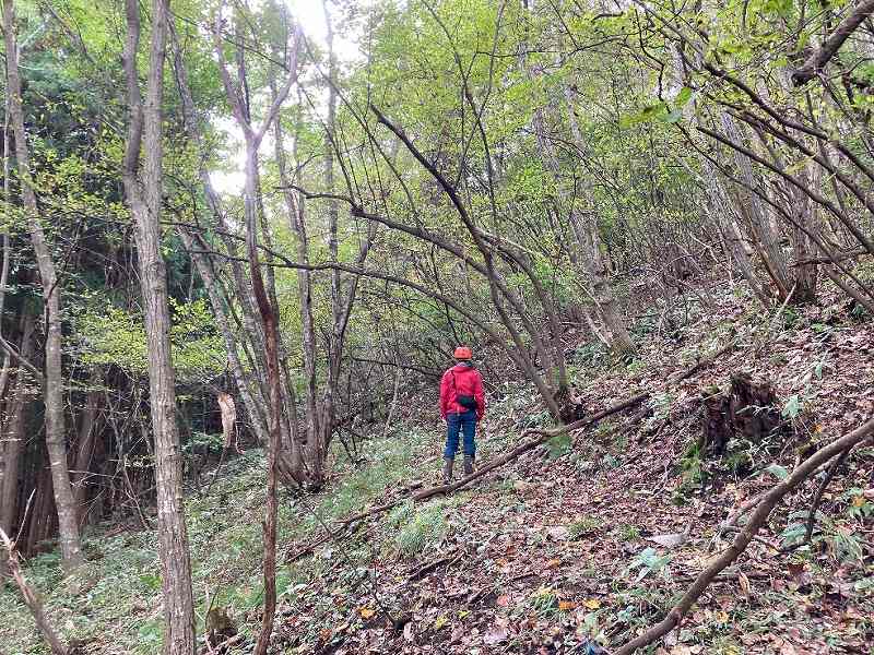 林内を通る歩道