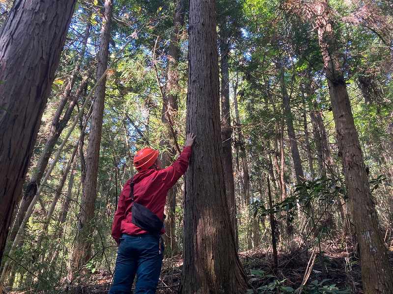 【東部分】人工林・ヒノキ