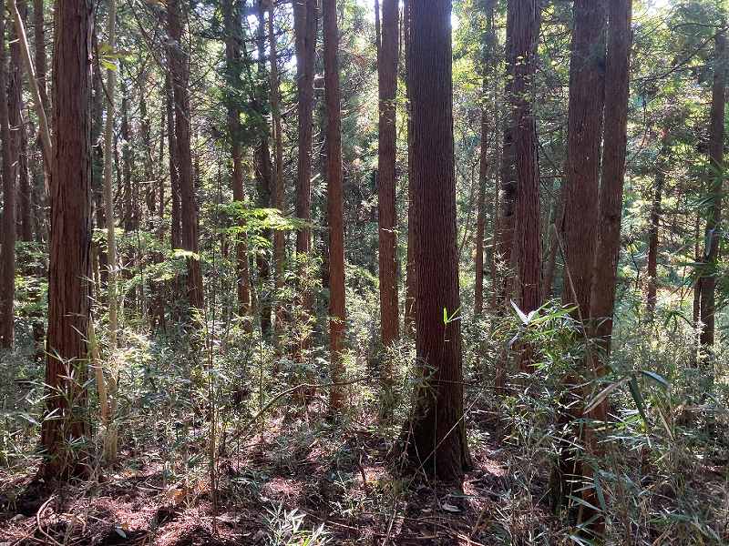 【東部分】林内の様子