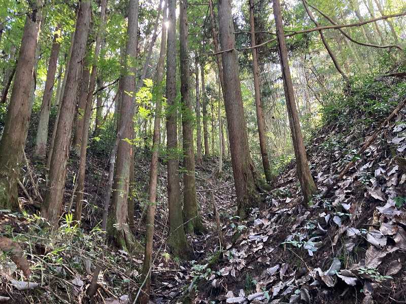 スギの植林の様子