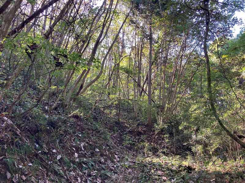 広葉樹林の様子