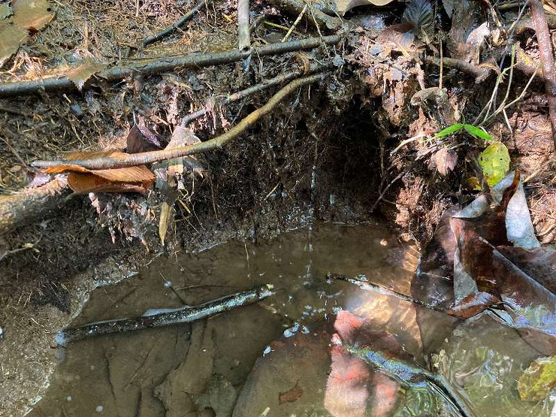 林内の湧き水