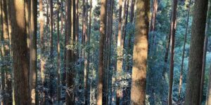 熊本県水俣市深川